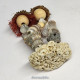 Whelks on Bottle Cap Miniature Nativity Set 2024/8